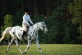 Caledon Show Team