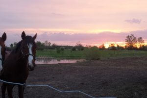 Around the Farm